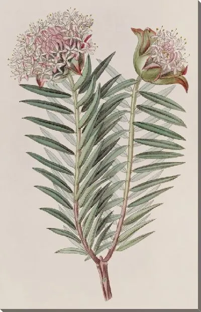 Картина Эффектная Пимелея (1815-1819)