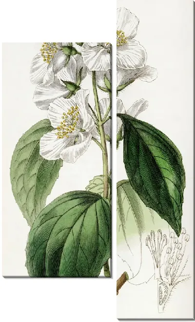 Картина Эффектная Сиринга (1815-1819)