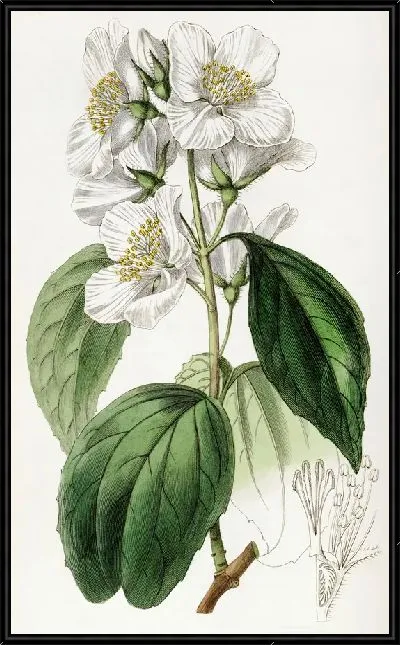 Картина Эффектная Сиринга (1815-1819)