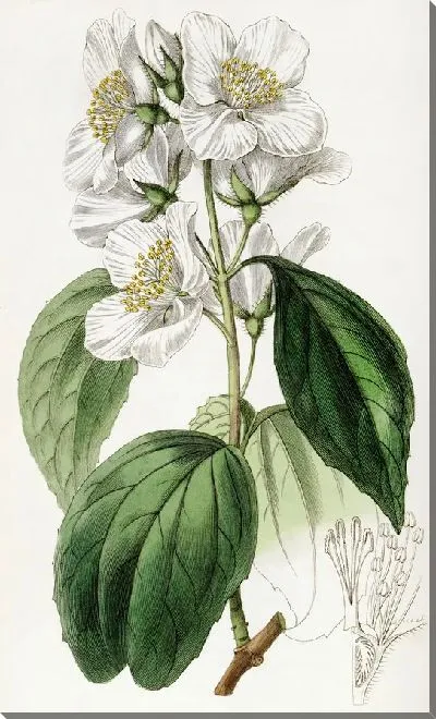 Картина Эффектная Сиринга (1815-1819)