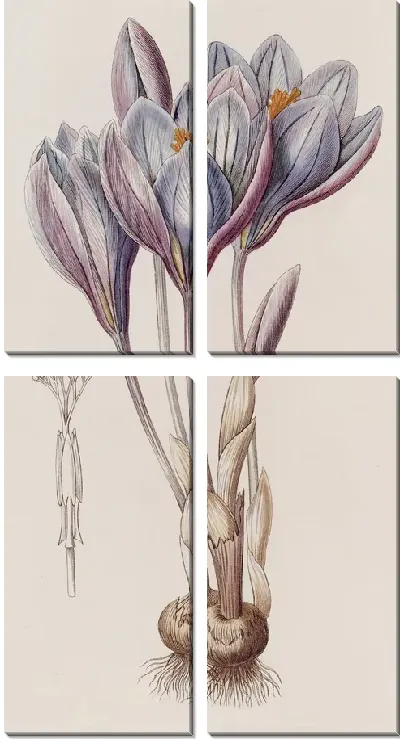 Картина Эффектный осенний крокус (1815-1819)