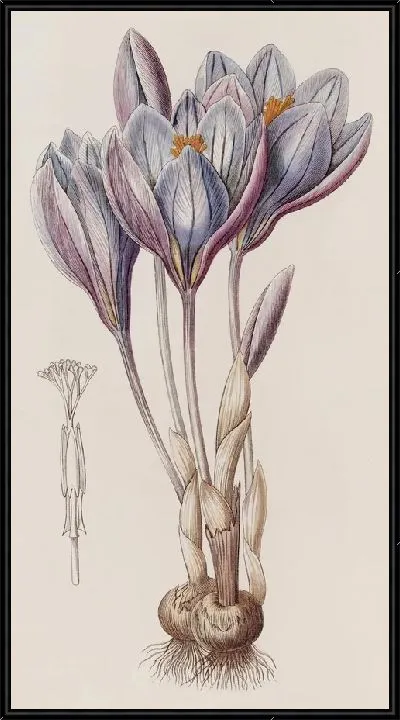 Картина Эффектный осенний крокус (1815-1819)