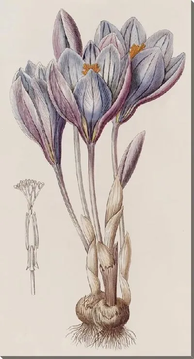 Картина Эффектный осенний крокус (1815-1819)