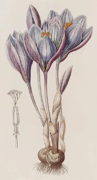 Картина Эффектный осенний крокус (1815-1819)