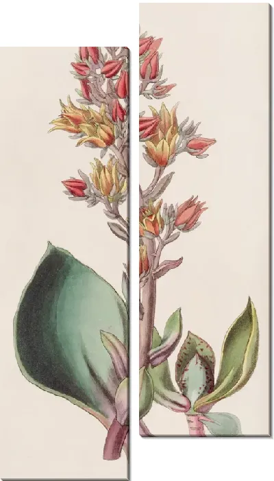 Картина Эхеверия остролистная (1815-1819)