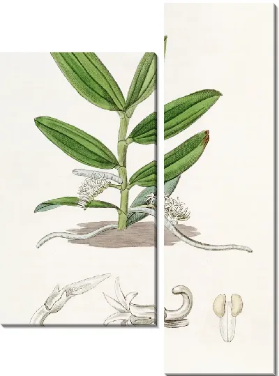 Картина Ангрекум мелкоцветковый (1815-1819)