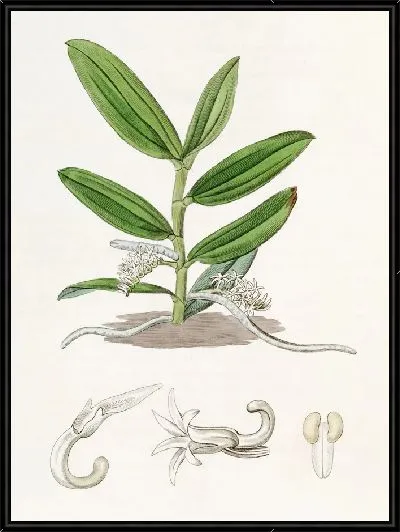 Картина Ангрекум мелкоцветковый (1815-1819)