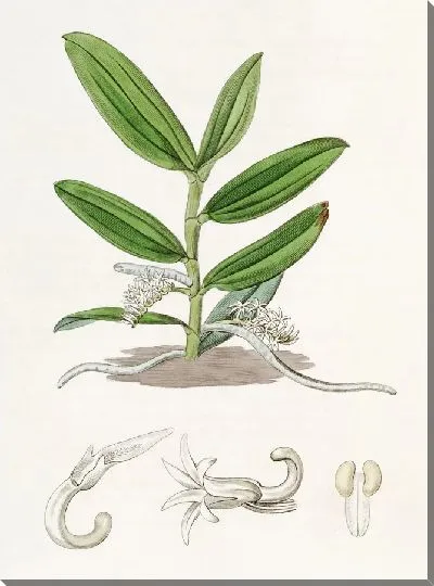 Картина Ангрекум мелкоцветковый (1815-1819)