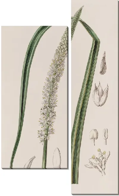 Картина Асагрея колосоцветная (1815-1819)