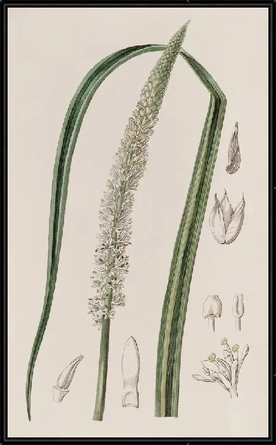Картина Асагрея колосоцветная (1815-1819)
