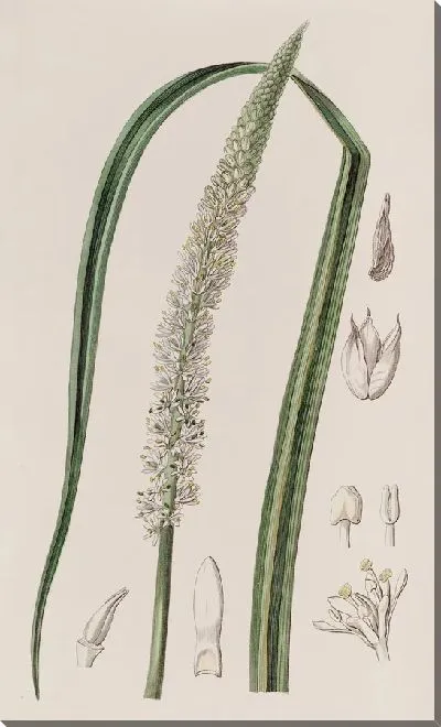 Картина Асагрея колосоцветная (1815-1819)
