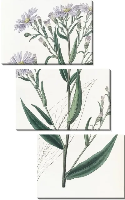 Картина Астра гладкая (1815-1819)