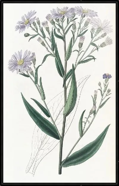 Картина Астра гладкая (1815-1819)