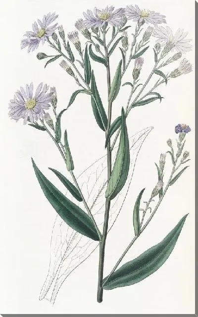 Картина Астра гладкая (1815-1819)