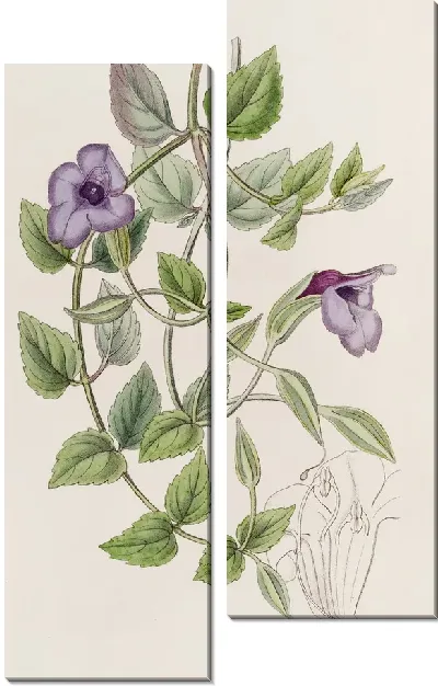 Картина Безупречная Фиалка Торения (1815-1819)