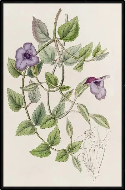 Картина Безупречная Фиалка Торения (1815-1819)