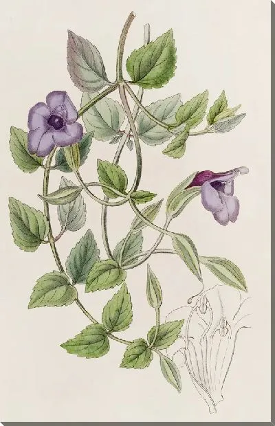 Картина Безупречная Фиалка Торения (1815-1819)