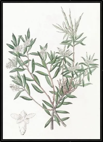 Картина Белобородый мелкоцветковый (1815-1819)