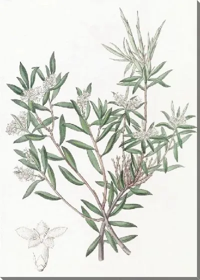 Картина Белобородый мелкоцветковый (1815-1819)