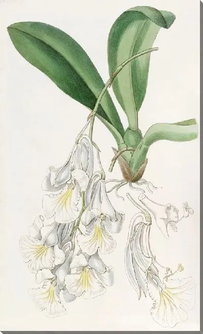 Картина Белоснежная Берлингтония (1815-1819)