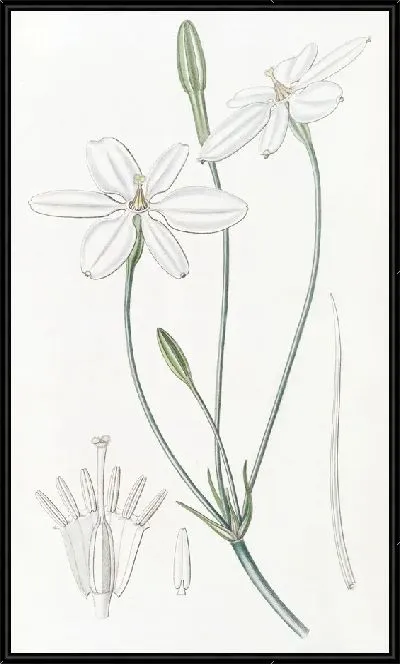 Картина Белоснежная Милла (1815-1819)