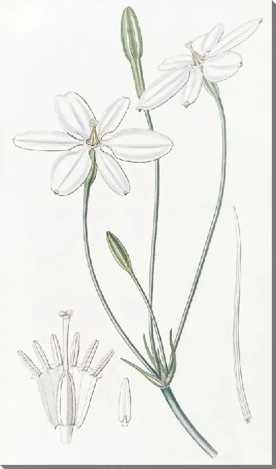 Картина Белоснежная Милла (1815-1819)