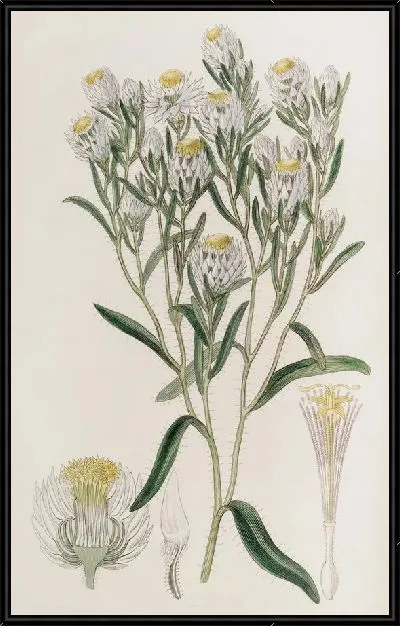Картина Белоснежная Морна (1815-1819)
