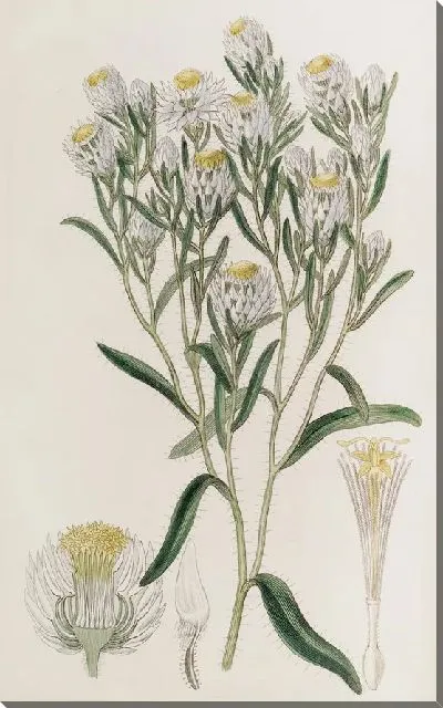 Картина Белоснежная Морна (1815-1819)