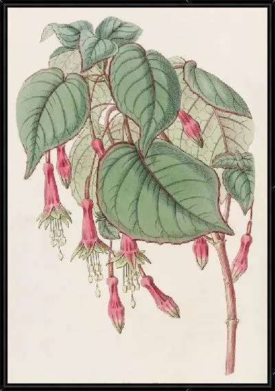 Картина Великолепная Фуксия (1815-1819)