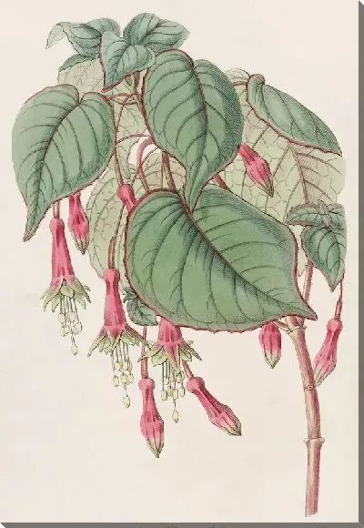 Картина Великолепная Фуксия (1815-1819)