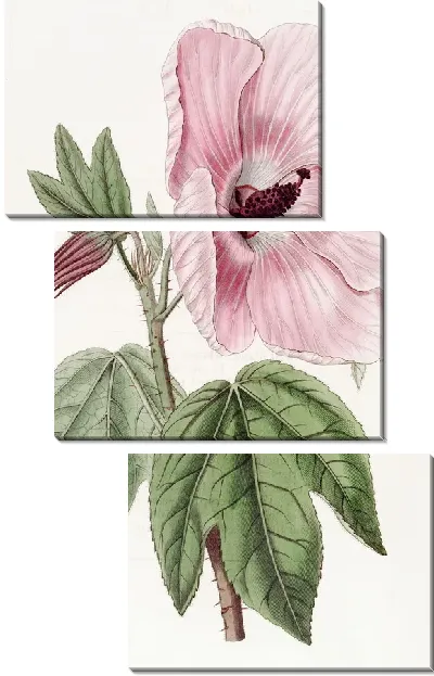 Картина Великолепный гибискус (1815-1819)