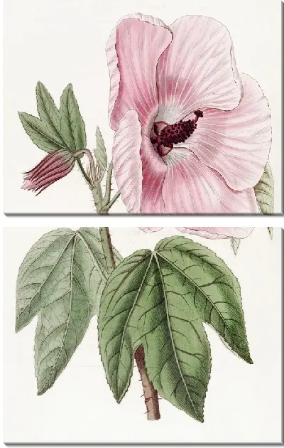 Картина Великолепный гибискус (1815-1819)