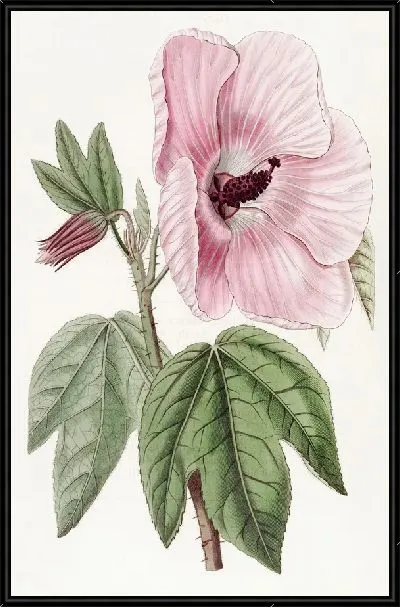 Картина Великолепный гибискус (1815-1819)