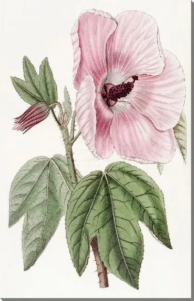 Картина Великолепный гибискус (1815-1819)