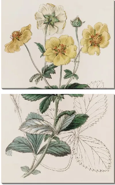 Картина Видовая лапчатка (1815-1819)