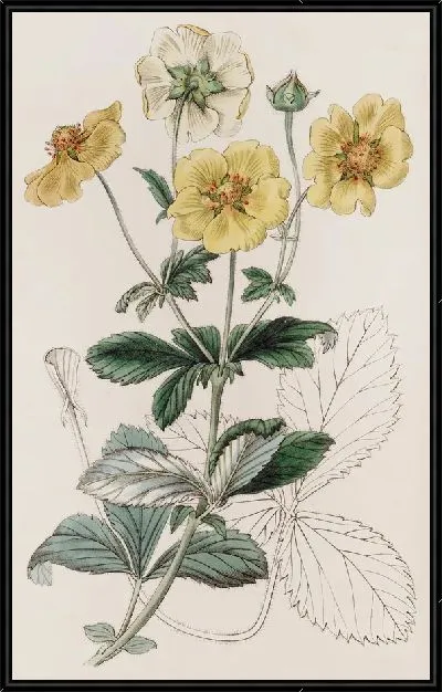 Картина Видовая лапчатка (1815-1819)