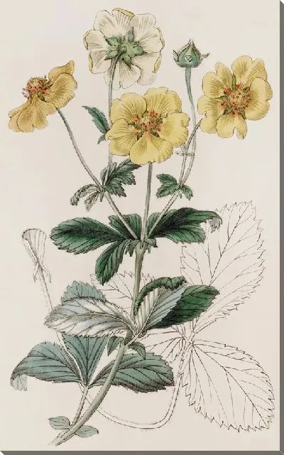 Картина Видовая лапчатка (1815-1819)