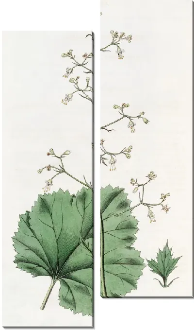 Картина Гейхера мелкоцветковая (1815-1819)