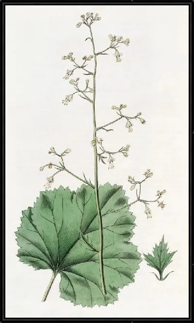 Картина Гейхера мелкоцветковая (1815-1819)