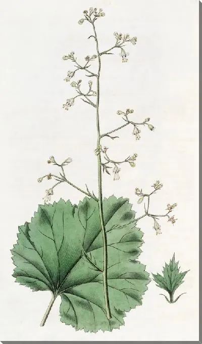 Картина Гейхера мелкоцветковая (1815-1819)