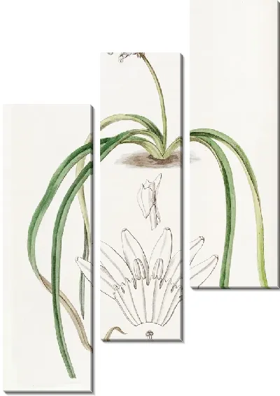 Картина Гиацинт колосоцветный (1815-1819)