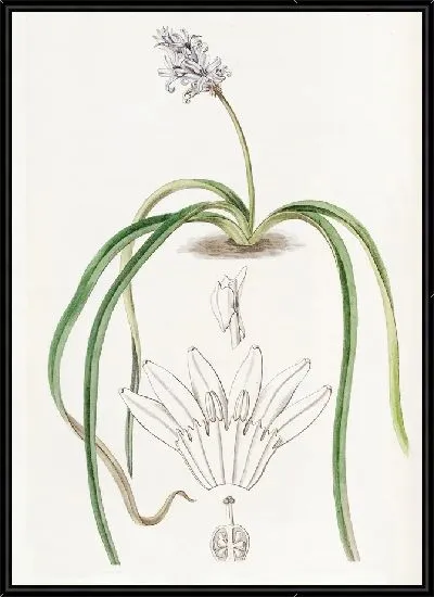 Картина Гиацинт колосоцветный (1815-1819)