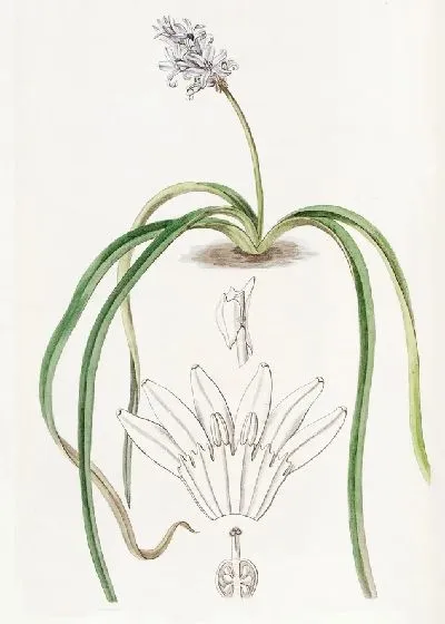 Картина Гиацинт колосоцветный (1815-1819)