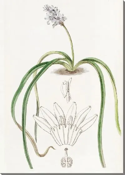 Картина Гиацинт колосоцветный (1815-1819)