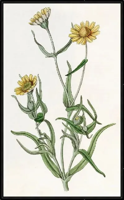 Картина Гладкая Ластения (1815-1819)