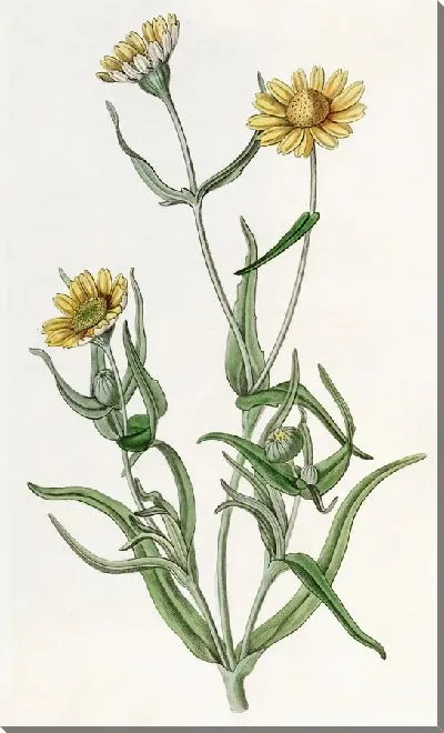 Картина Гладкая Ластения (1815-1819)