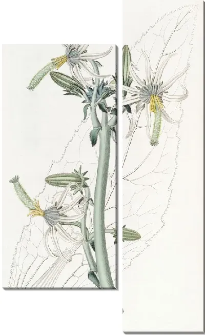 Картина Гладкая Микасия (1815-1819)