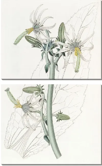 Картина Гладкая Микасия (1815-1819)