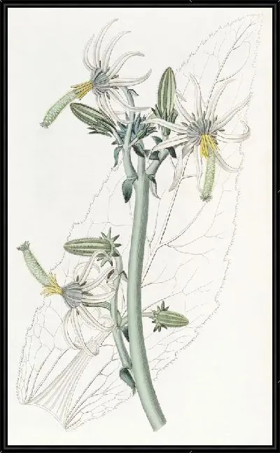 Картина Гладкая Микасия (1815-1819)