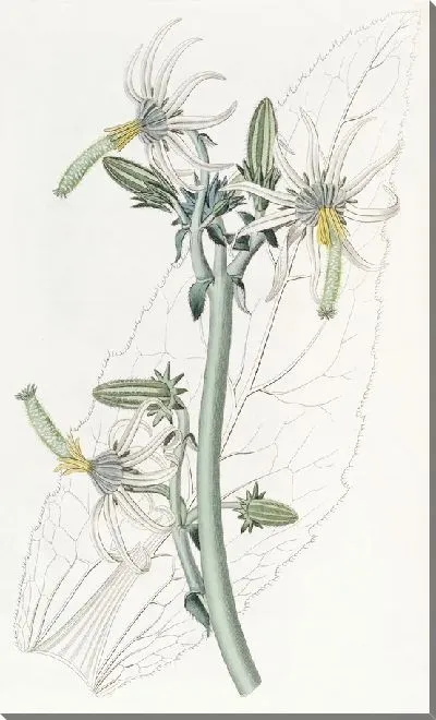 Картина Гладкая Микасия (1815-1819)